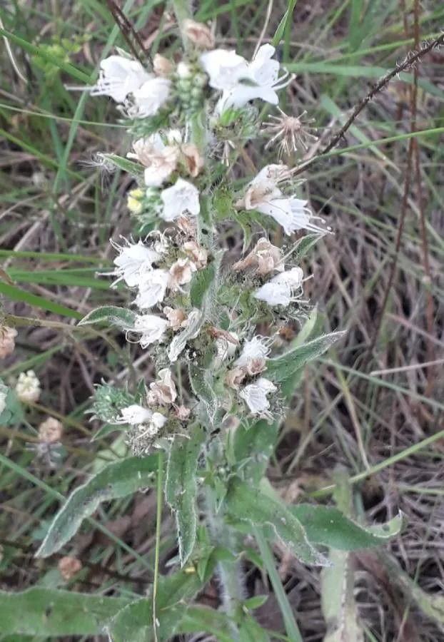 Pale-bugloss (Echium italicum, Sp. Pl.: 139 (1753))