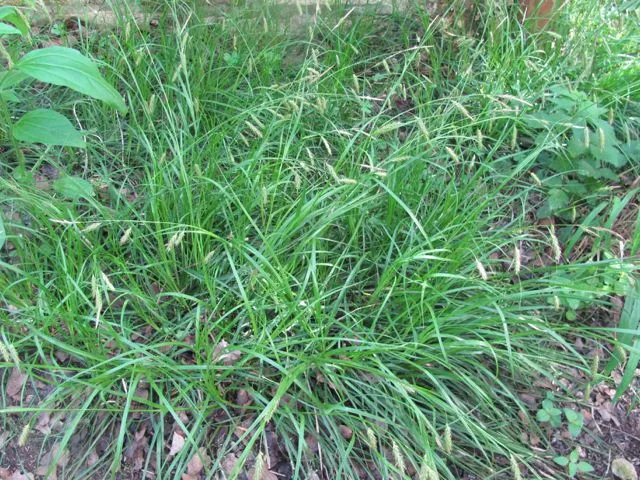 Cherokee sedge (Carex cherokeensis, Ann. Lyceum Nat. Hist. New York 1: 369 (1826))