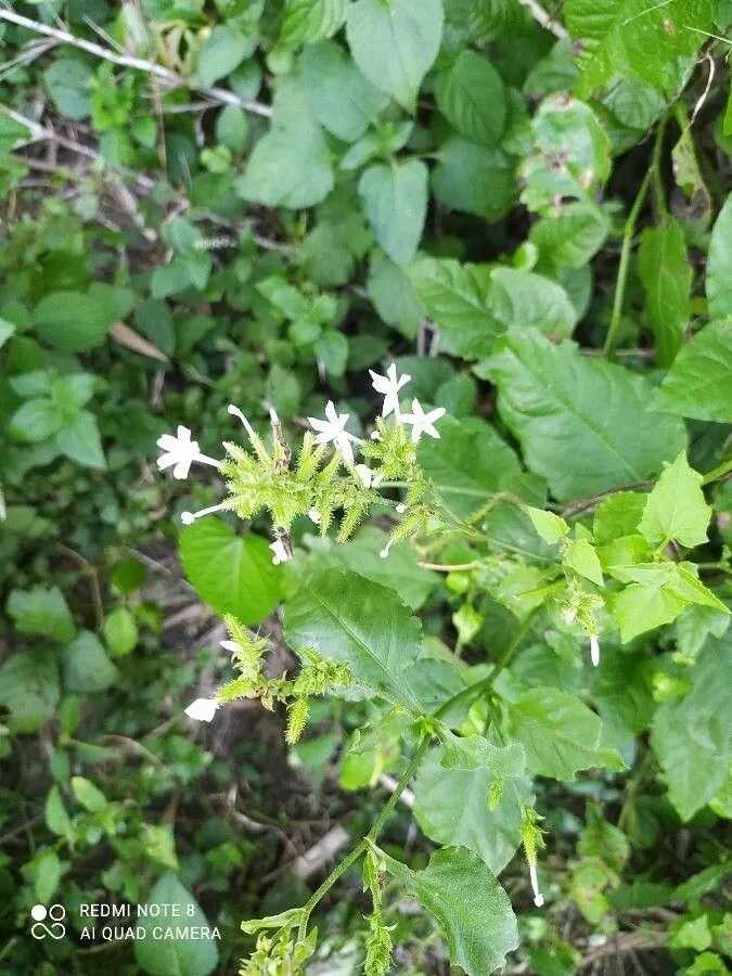 Doctorbush (Plumbago zeylanica, Sp. Pl.: 151 (1753))