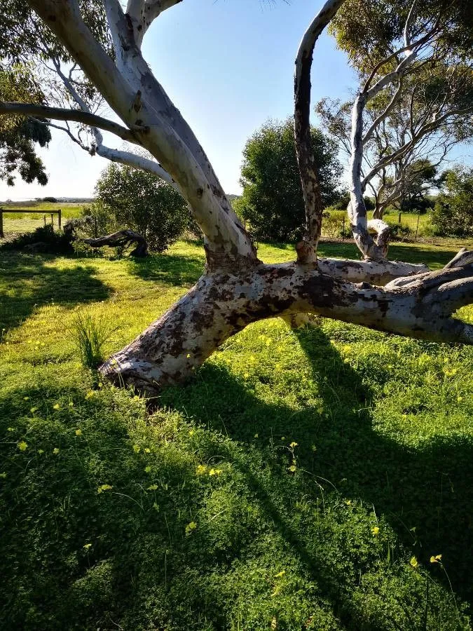 Sugargum (Eucalyptus cladocalyx, Linnaea 25: 388 (1853))