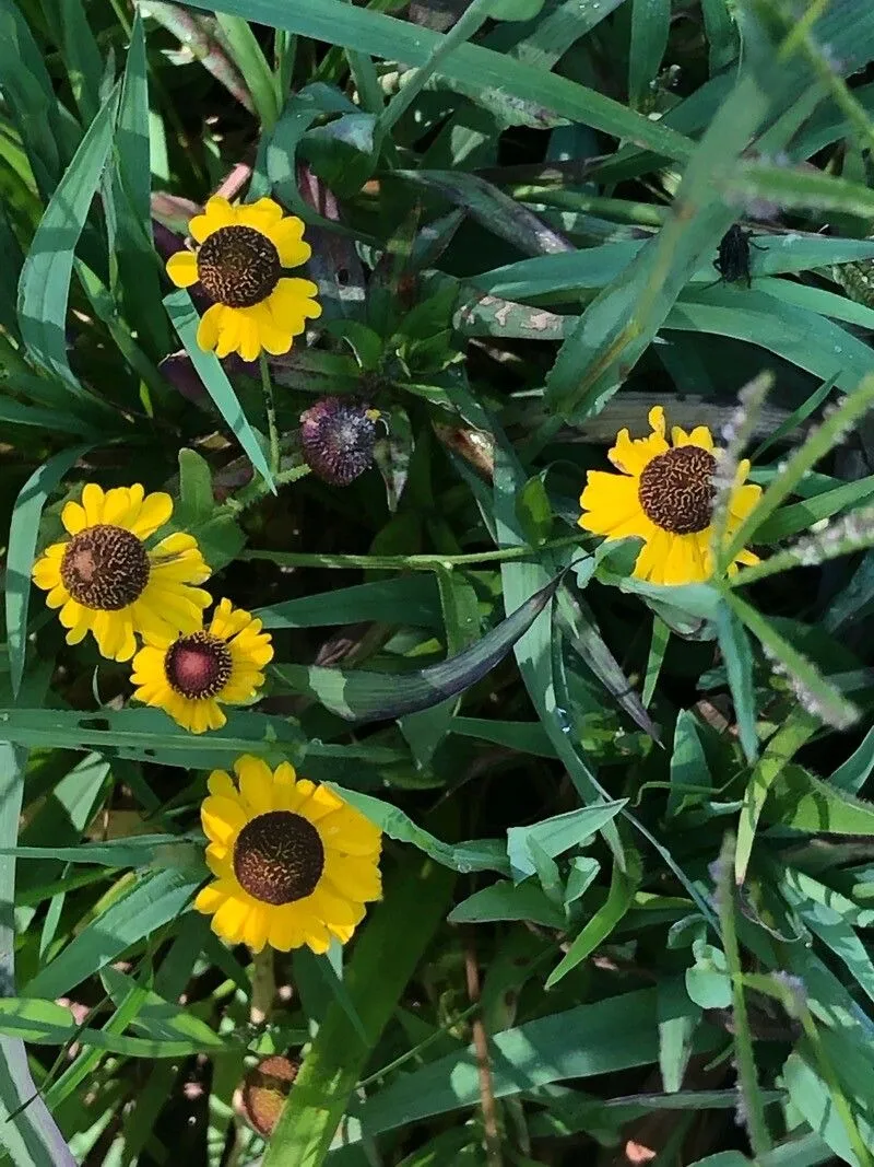 Purplehead sneezeweed (Helenium flexuosum, New Fl. 4: 81)