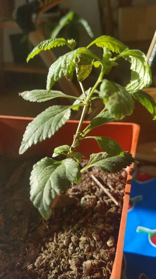 Brushland shrubverbena (Lantana achyranthifolia, Tabl. École Bot., ed. 3: 392 (1829))