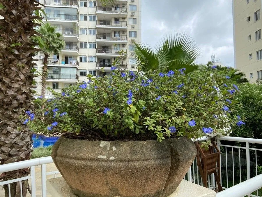 Brazilian dwarf morning-glory (Evolvulus glomeratus, Nova Acta Phys.-Med. Acad. Caes. Leop.-Carol. Nat. Cur. 11: 81 (1823))