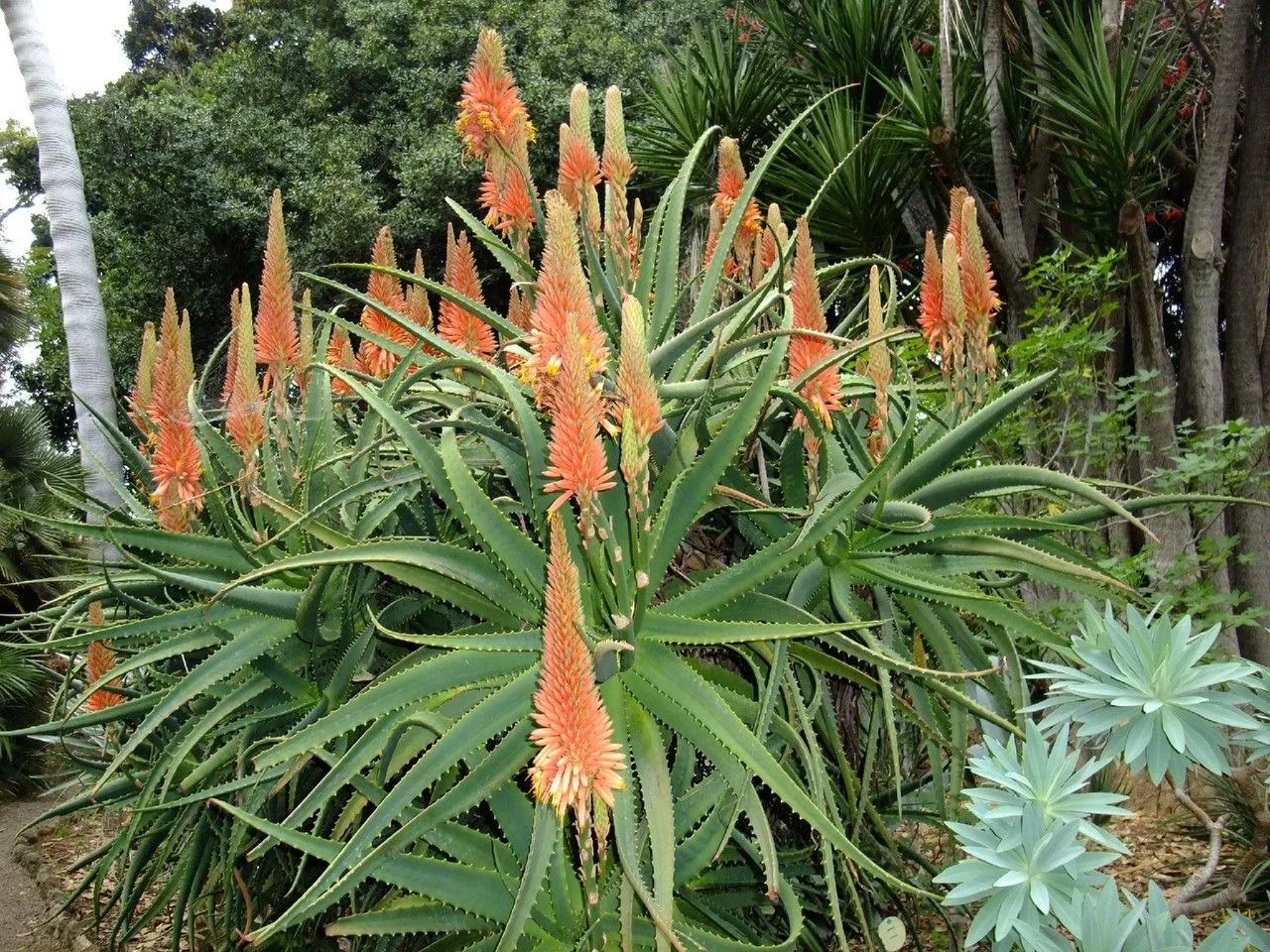 Candelabra aloe (Aloe arborescens, Gard. Dict. ed. 8: n.º 3 (1768))