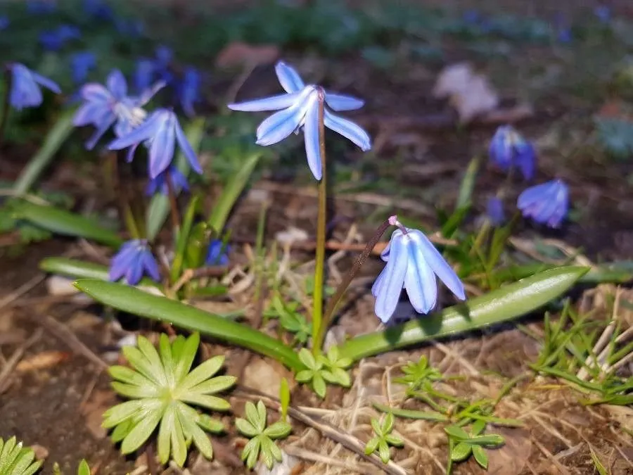 Siberian squill (Scilla siberica, Bot. Repos. 6: t. 365 (1804))