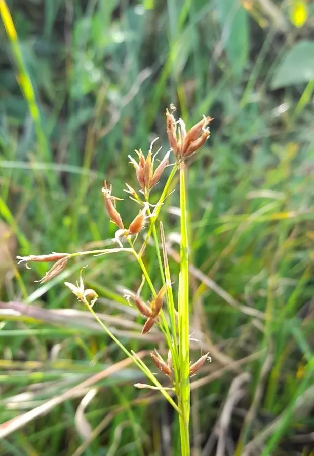 Quill beaksedge (Rhynchospora tenuis, Jahrb. Gewächsk. 1(3): 76 (1820))