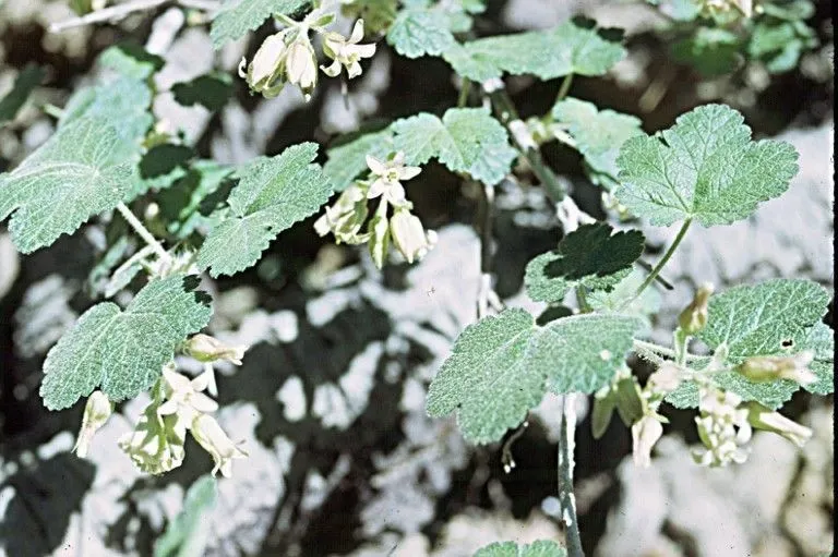 Sticky currant (Ribes viscosissimum, Fl. Amer. Sept. 1: 163 (1813))