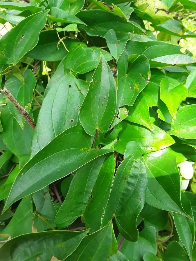 Forest yam (Dioscorea praehensilis, W.J.Hooker, Niger Fl.: 536 (1849))