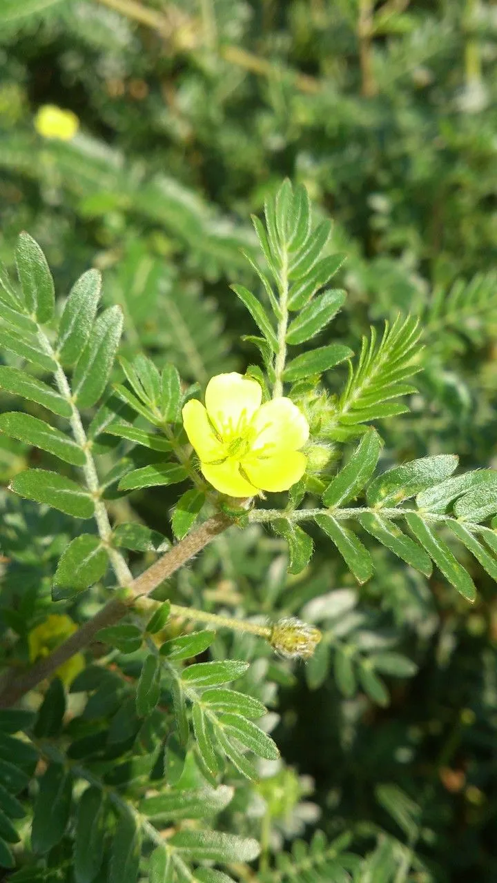 Caltrop (Tribulus terrestris, Sp. Pl.: 387 (1753))