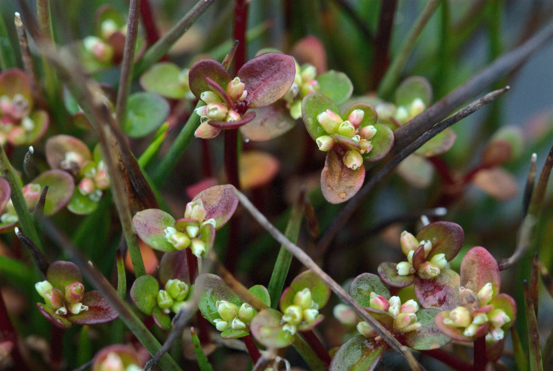 Island purslane (Koenigia islandica, Mant. Pl.: 35 (1767))