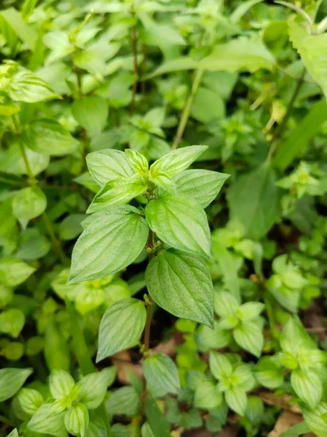 Graceful pouzolzsbush (Pouzolzia zeylanica, Pl. Jav. Rar.: 67 (1838))