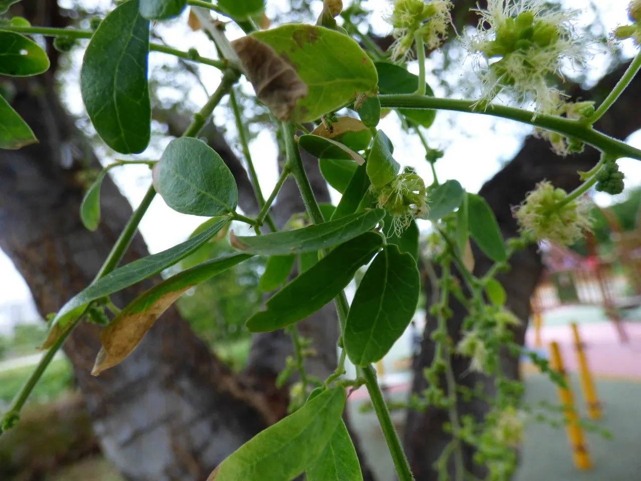 Manila-tamarind (Pithecellobium dulce, London J. Bot. 3: 199 (1844))