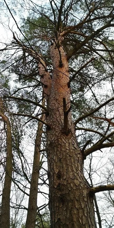 Scotch pine (Pinus sylvestris, Sp. Pl.: 1000 (1753))