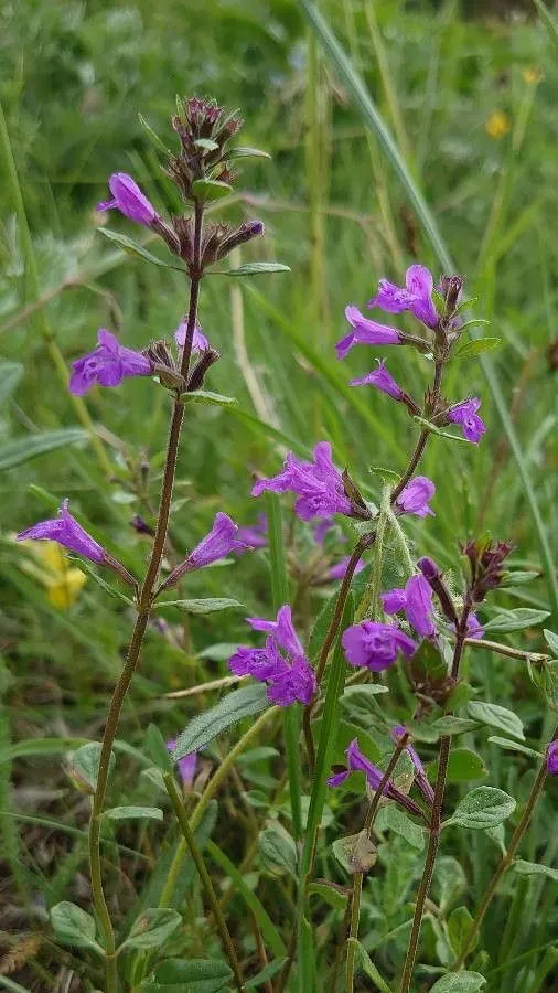 Alpine calamint (Clinopodium alpinum, Revis. Gen. Pl. 2: 515 (1891))