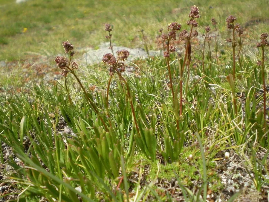 Celtic valerian (Valeriana celtica, Sp. Pl.: 32 (1753))