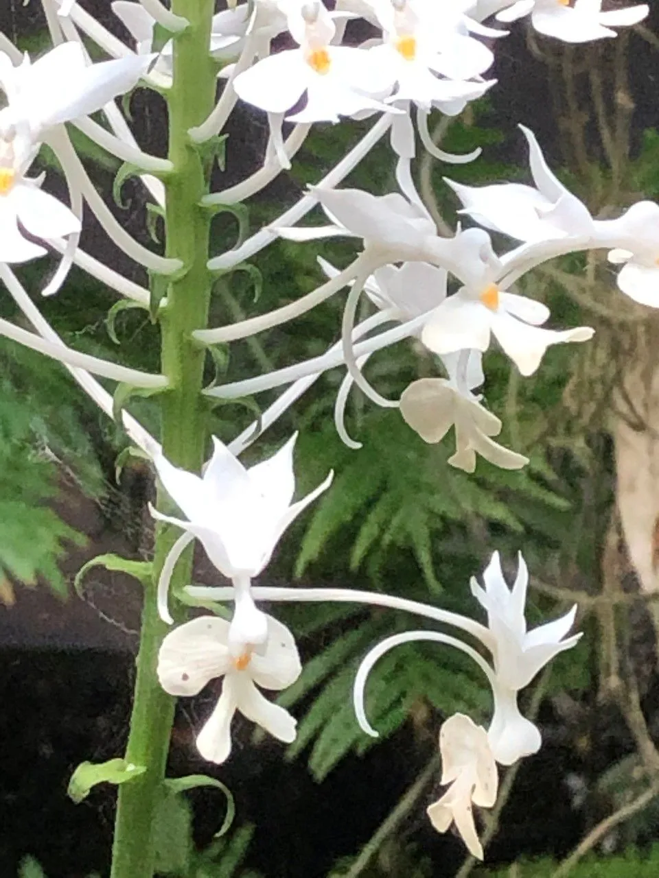 Christmas orchid (Calanthe triplicata, Philipp. J. Sci., C 2: 326 (1907))