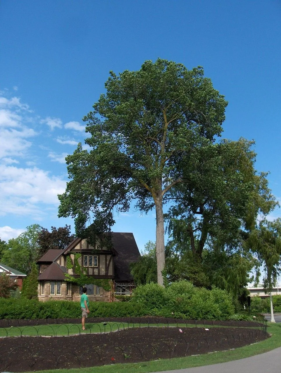 Cork elm (Ulmus thomasii, Silva N. Amer. 14: 102 (1902))