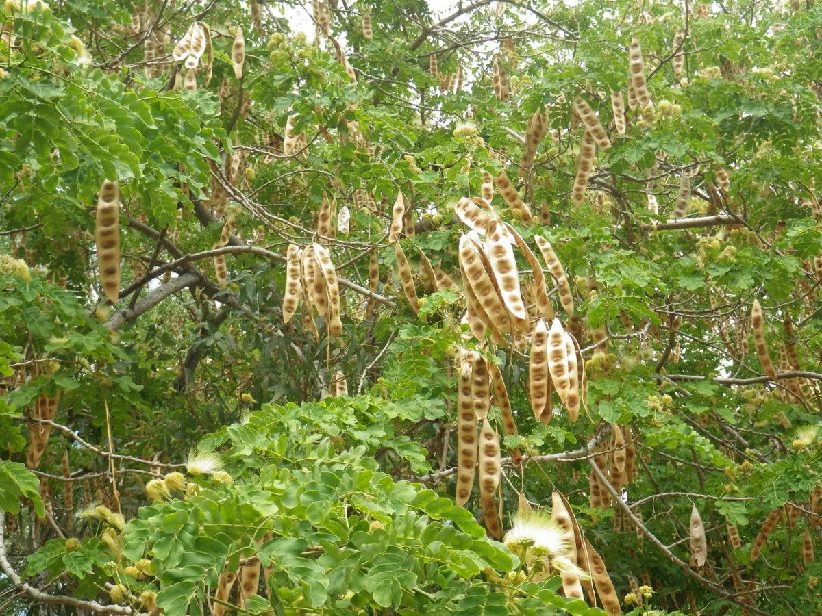 Broome raintree (Albizia lebbeck, London J. Bot. 3: 87 (1844))