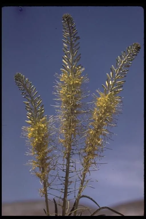 Prince’s-plume (Stanleya pinnata, Trans. New York Acad. Sci. 8: 62 (1888))