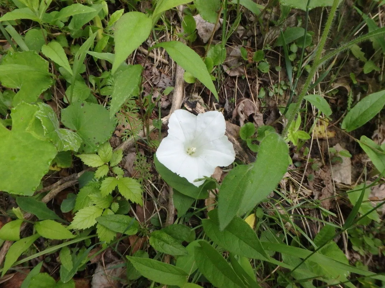 Low false bindweed (Calystegia spithamaea, Fl. Amer. Sept. 1: 143 (1814))