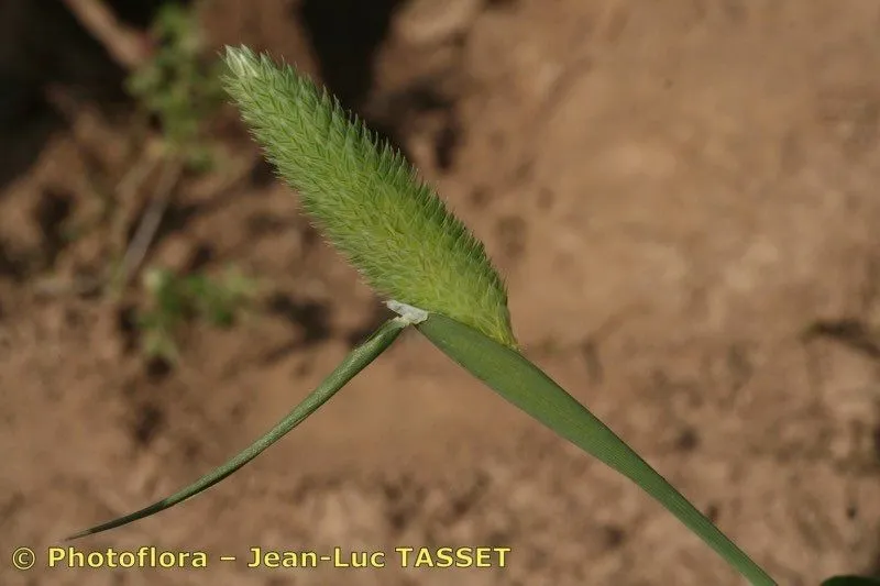 Confused canary grass (Phalaris brachystachys, Neues J. Bot. 1(3): 134 (1806))