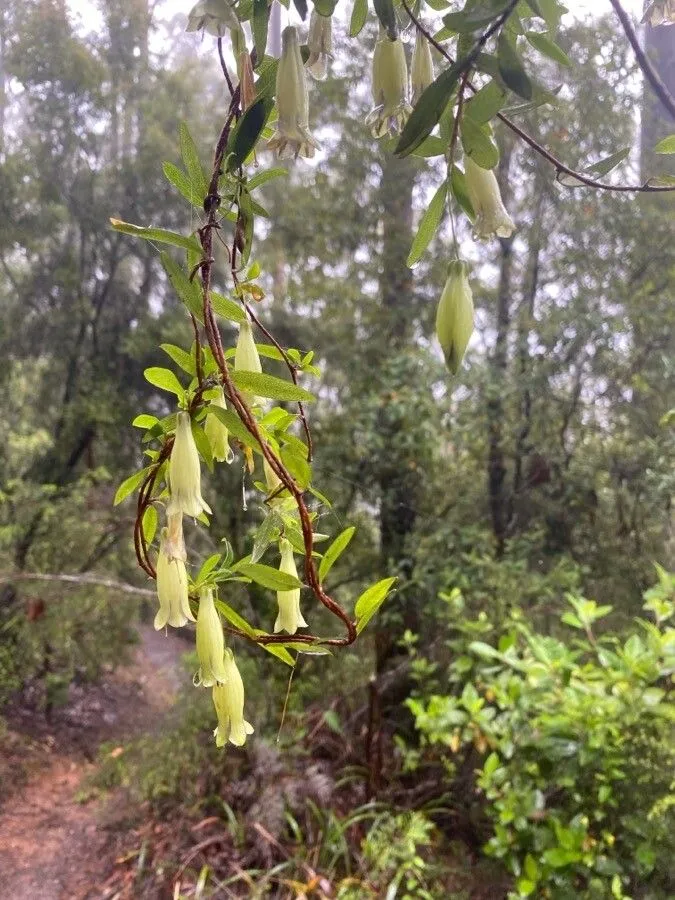 Climbing blueberry (Billardiera longiflora, Nov. Holl. pl. 1:64, t. 89. 1805)