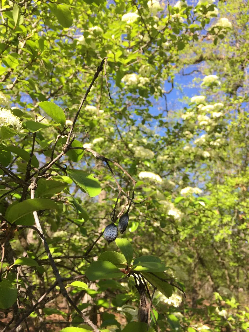 Blue haw (Viburnum rufidulum, Alsogr. Amer.: 56 (1838))