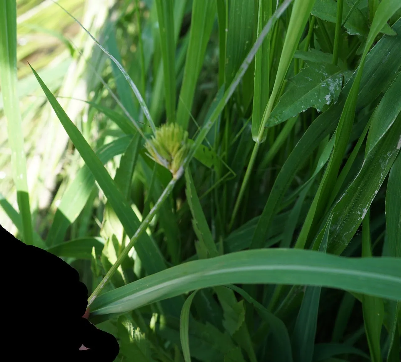 Bohemian sedge (Carex bohemica, Beschr. Gräs. 2: 52 (1772))