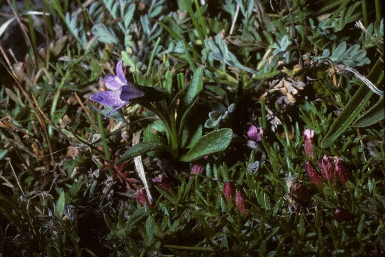 Arctic campanula (Campanula uniflora, Sp. Pl.: 163 (1753))