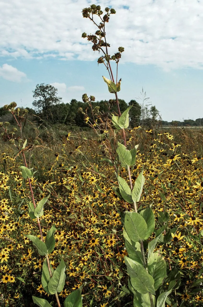 Whole-leaf rosinweed (Silphium integrifolium, Fl. Bor.-Amer. 2: 146 (1803))