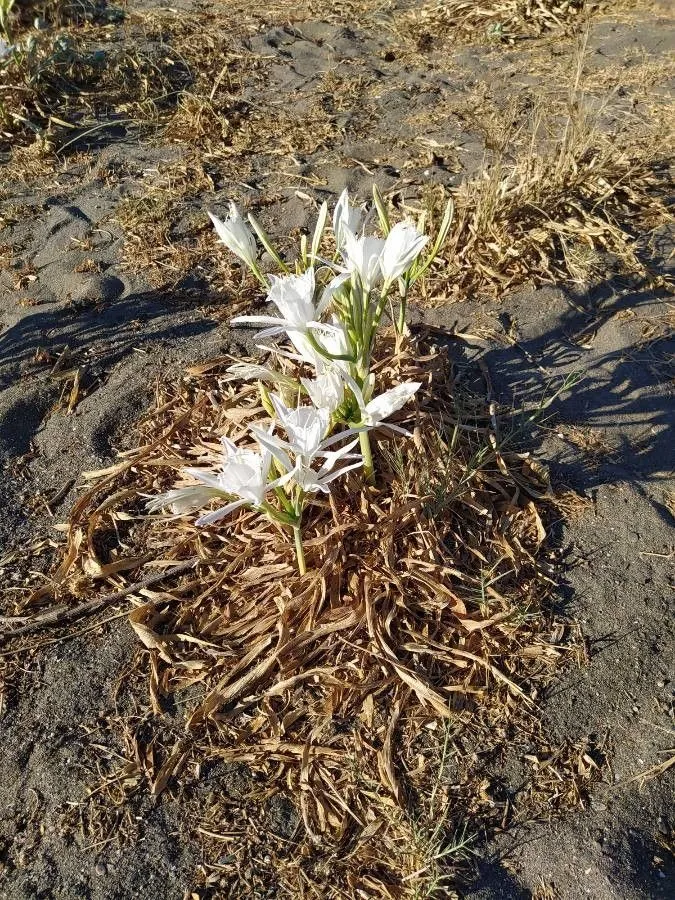 Sea-daffodil (Pancratium maritimum, Sp. Pl.: 291 (1753))