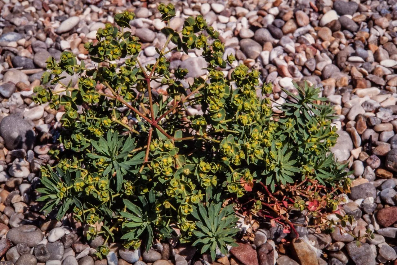 Portland spurge (Euphorbia portlandica, Sp. Pl.: 458 (1753))