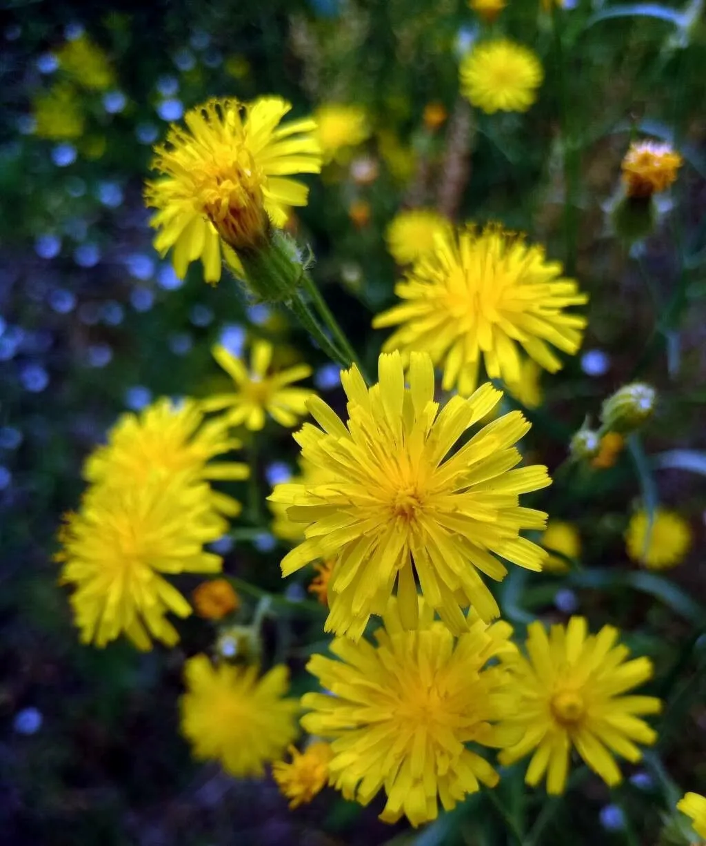 Rough hawksbeard (Crepis biennis, Sp. Pl.: 807 (1753))