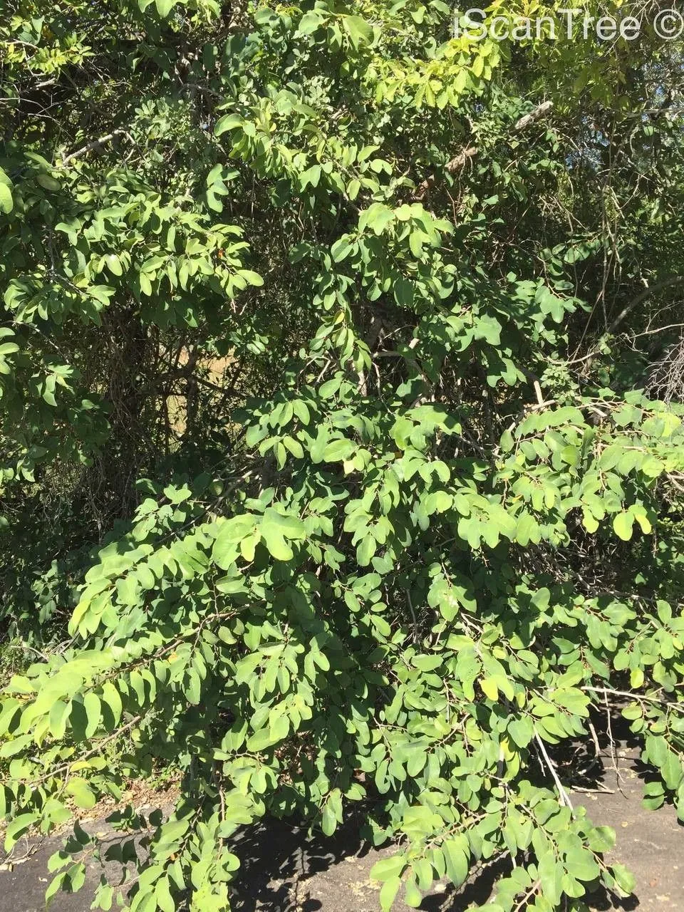 Wild custard-apple (Annona senegalensis, Syn. Pl. 2: 95 (1806))