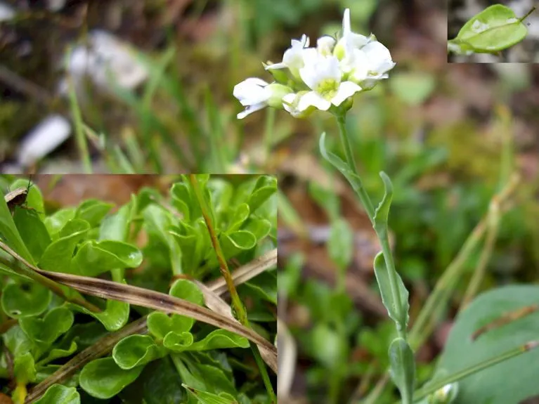 Fendler’s pennycress (Noccaea fendleri, Preslia 70: 108 (1998))