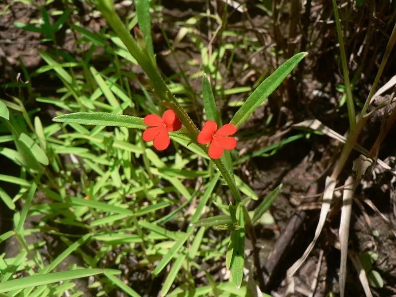 Witchweed (Striga asiatica, Revis. Gen. Pl. 2: 466 (1891))