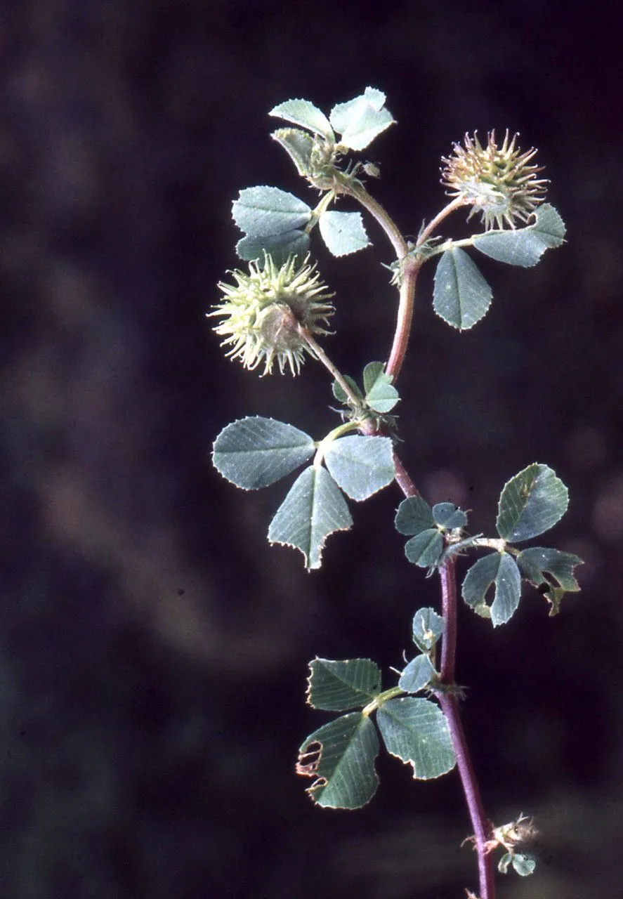 Southern medick (Medicago turbinata, Fl. Pedem. 1: 315 (1785))