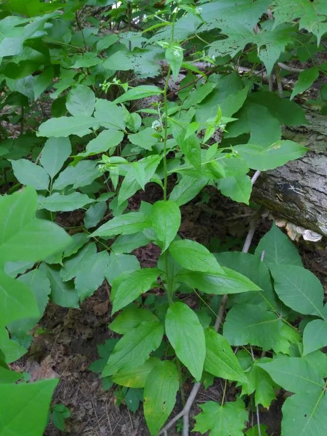 Largeseed forget-me-not (Myosotis macrosperma, Amer. J. Sci. Arts 46: 98 (1844))