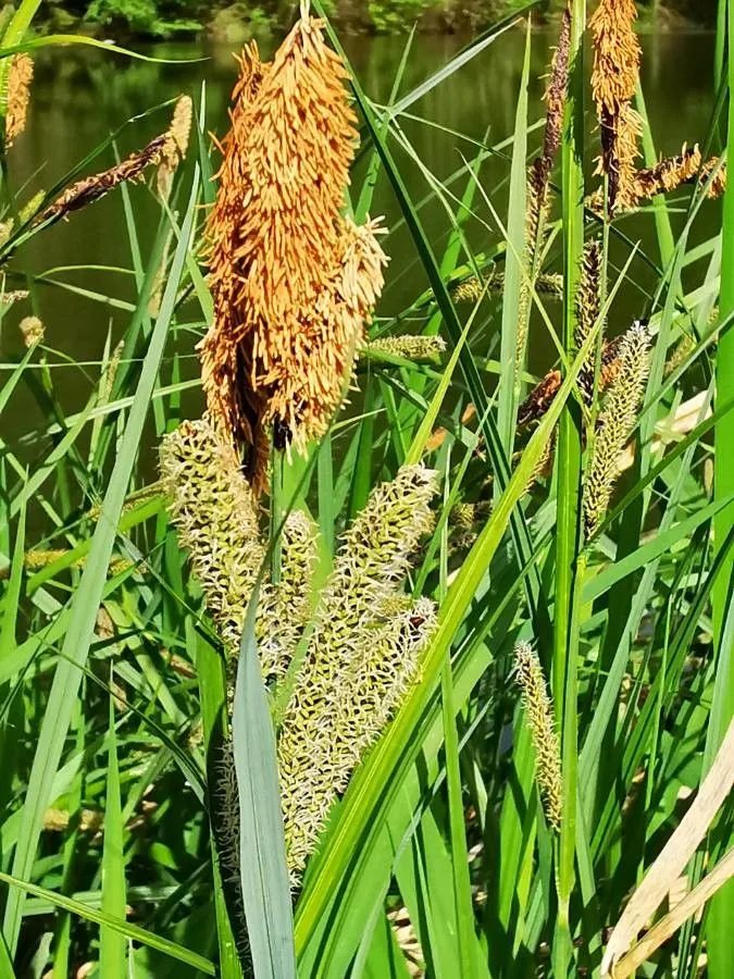 Greater pond sedge (Carex riparia, Fl. Londin. 4: t. 60 (1783))