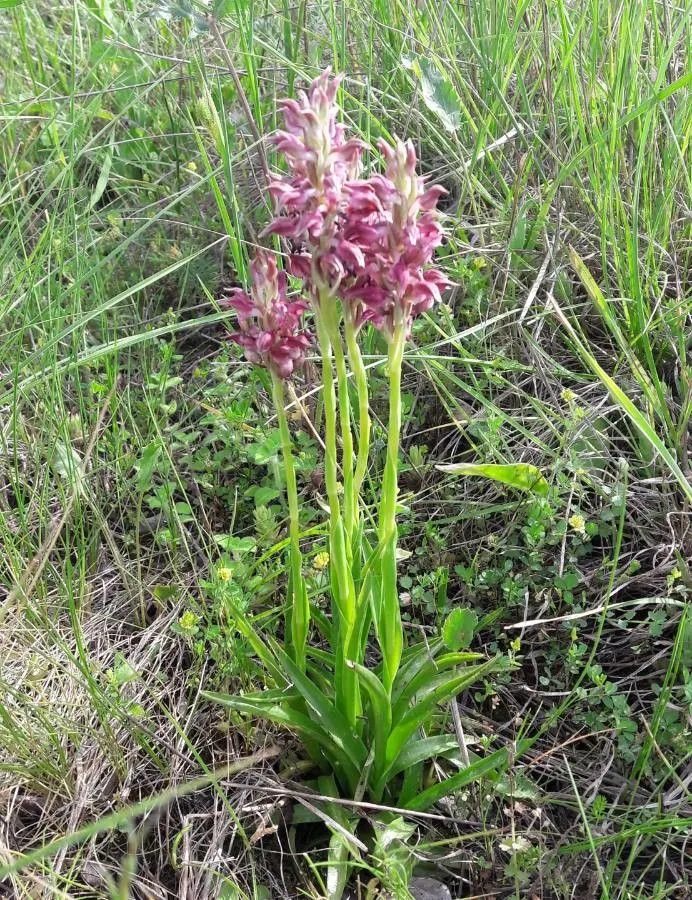 Fragrant orchid (Anacamptis coriophora, Lindleyana 12: 120 (1997))