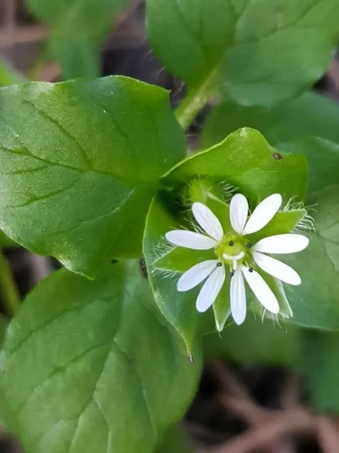 Common chickweed (Stellaria media, Hist. Pl. Dauphiné 3: 615 (1789))