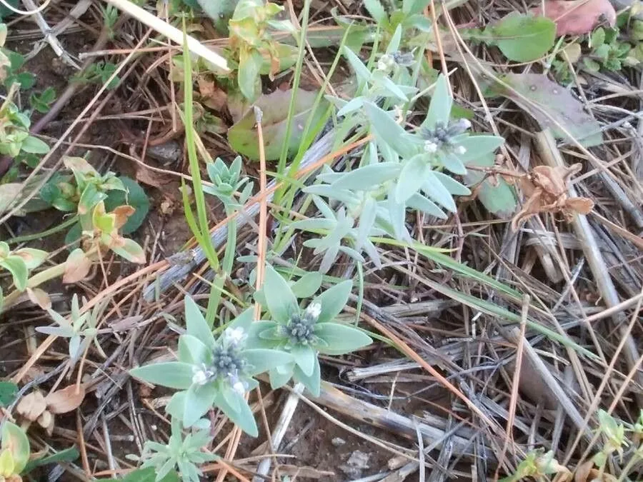 Small-leaved toadflax (Linaria micrantha, Fl. Portug. 1: 258 (1811))