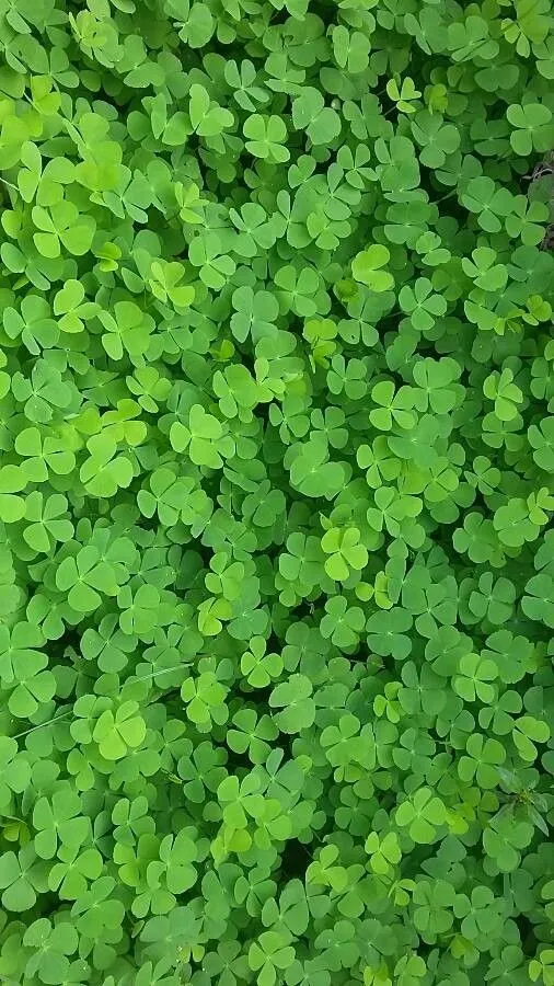 European water-clover (Marsilea quadrifolia, Sp. Pl.: 1099 (1753))