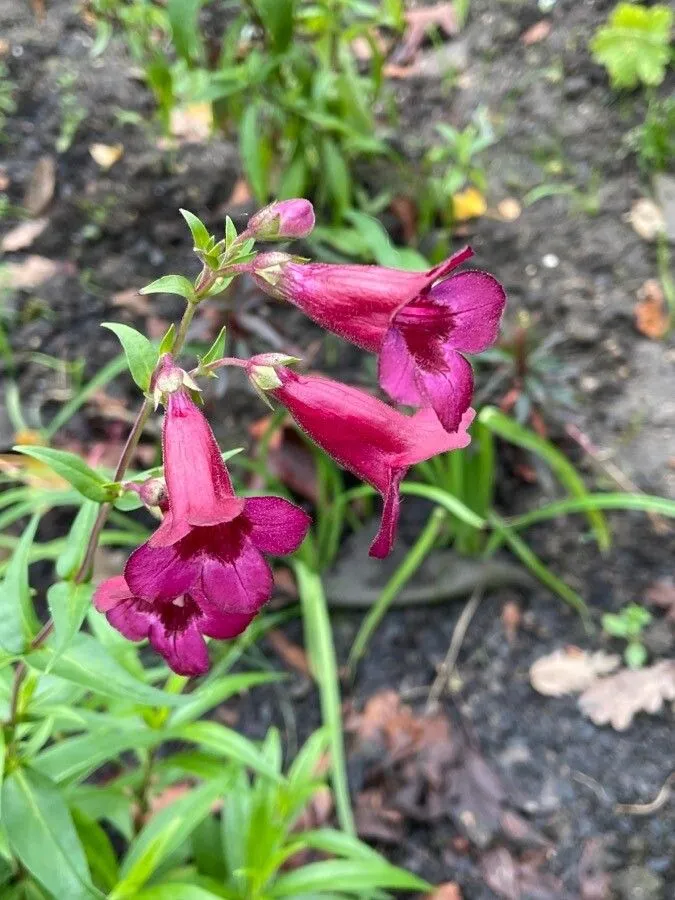 Beardlip penstemon (Penstemon barbatus, Catal. Bot. 3: 49 (1806))