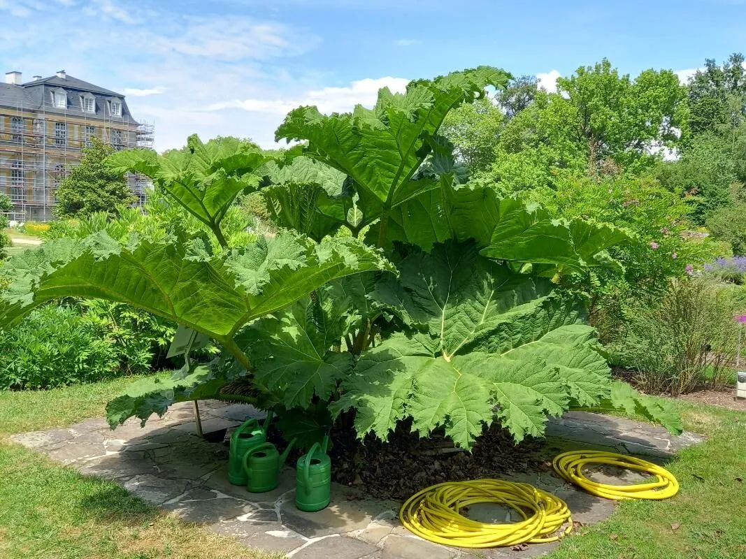 Giant-rhubarb (Gunnera tinctoria, Hist. Nat. Pl., ed. 2, 10: 141 (1805))