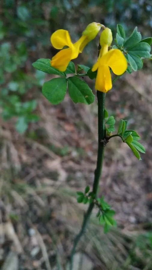 Scorpion-senna (Hippocrepis emerus, Svensk Bot. Tidskr. 83: 86 (1989))