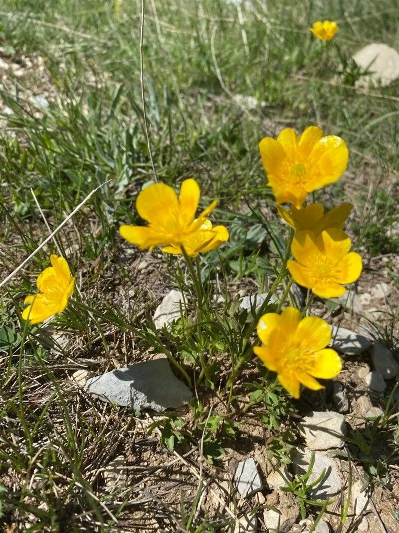 Carinthian buttercup (Ranunculus carinthiacus, J.Sturm, Deutschl. Fl. Abbild. 12: 46 (1826))