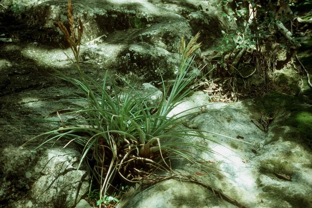 Giant airplant (Tillandsia fasciculata, Prodr. Veg. Ind. Occ.: 56 (1788))