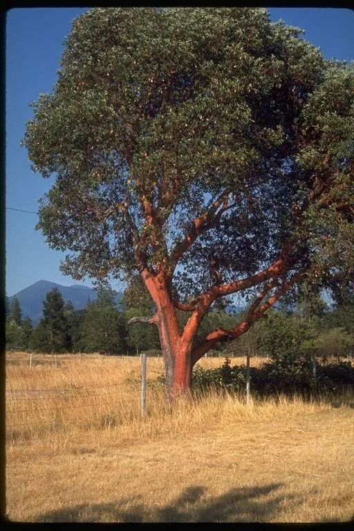 Pacific madrone (Arbutus menziesii, Fl. Amer. Sept. 1: 282 (1813))