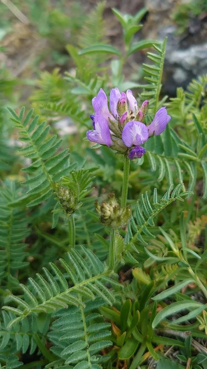 Purple milk-vetch (Astragalus danicus, Observ. Bot. 3: 41 (1783))